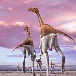Dromiceiomimus pictures