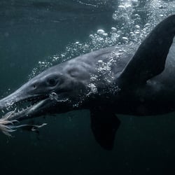 Abyssosaurus pictures