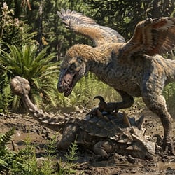 Achillobator pictures