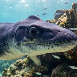 Acostasaurus pictures