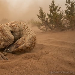 Airakoraptor pictures