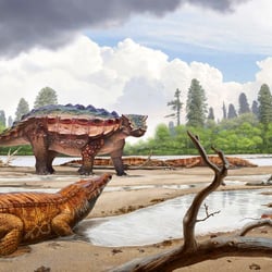 Akainacephalus pictures
