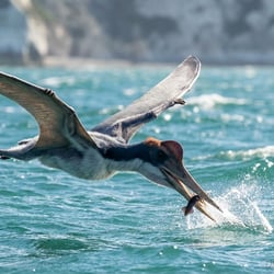 Alamodactylus pictures