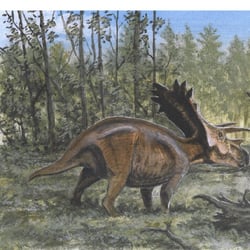 Anchiceratops pictures