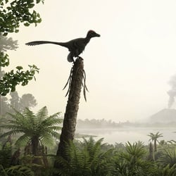 Anchiornis pictures