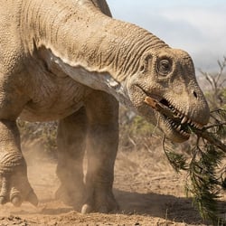 Angolatitan pictures