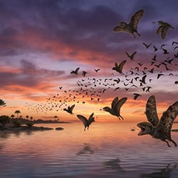 Anurognathus pictures