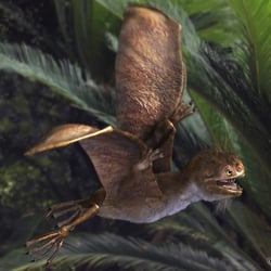 Anurognathus pictures
