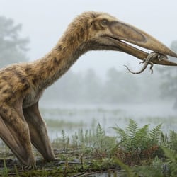 Aralazhdarcho pictures