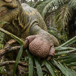 Arenysaurus pictures