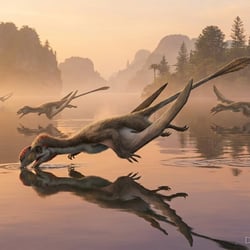 Austriadraco pictures