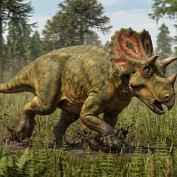 Avaceratops pictures
