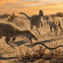 Bicentenaria pictures