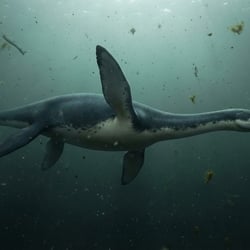 Borealonectes pictures