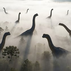 Bothriospondylus pictures