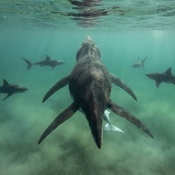 Brachauchenius pictures