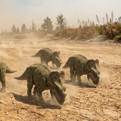 Brachyceratops pictures