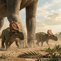 Bravoceratops pictures
