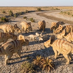 Breviceratops pictures