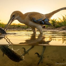 Buitreraptor pictures