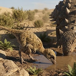 Ceratonykus pictures