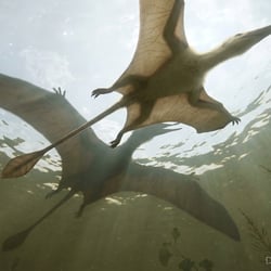 Changchengopterus pictures