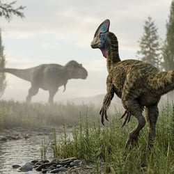 Chirostenotes pictures