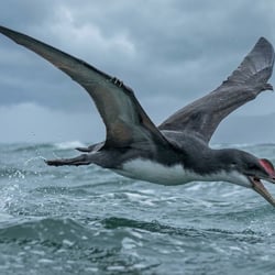 Cimoliopterus pictures