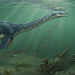 Colymbosaurus pictures