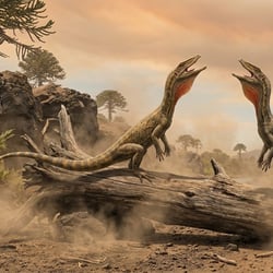 Compsosuchus pictures