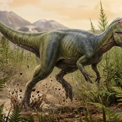 Condorraptor pictures