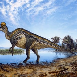 Corythosaurus pictures