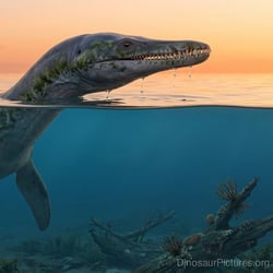 Cryptoclidus pictures