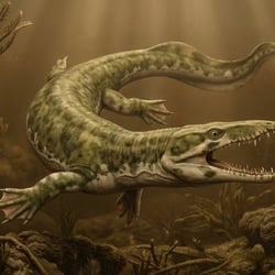 Cymatosaurus pictures