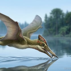 Dermodactylus pictures