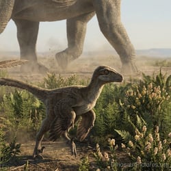 Dineobellator pictures