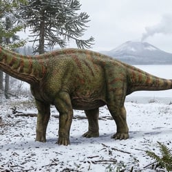 Dongbeititan pictures