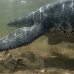 Eardasaurus pictures