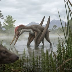 Elanodactylus pictures