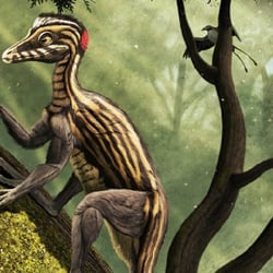 Epidendrosaurus pictures