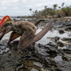 Germanodactylus pictures