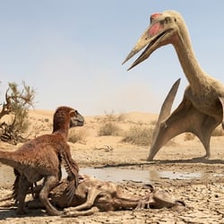 Gobiazhdarcho pictures