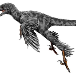 Graciliraptor pictures