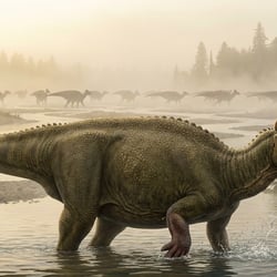 Heilongjiangosaurus pictures