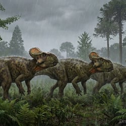Helioceratops pictures