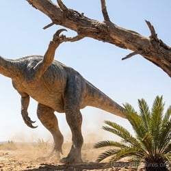 Hortalotarsus pictures