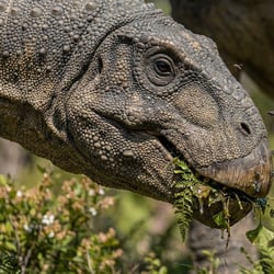 Huaxiaosaurus pictures