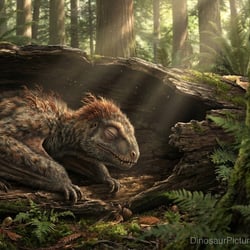 Jeholopterus pictures