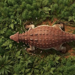 Jinyunpelta pictures