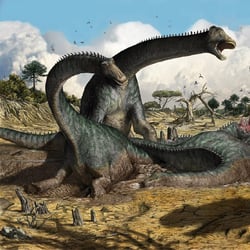 Kaatedocus pictures